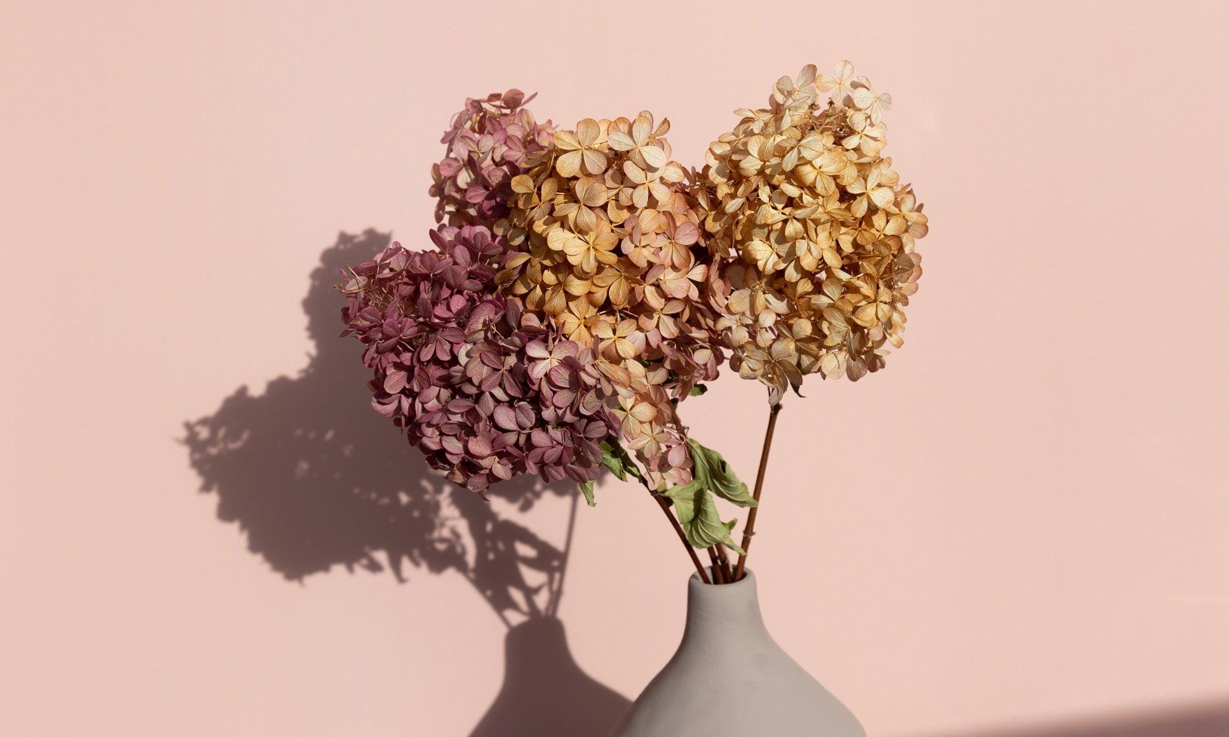 dried hydrangeas photographed on dusty rose pink double-sided photography vinyl backdrop - backdrop collective