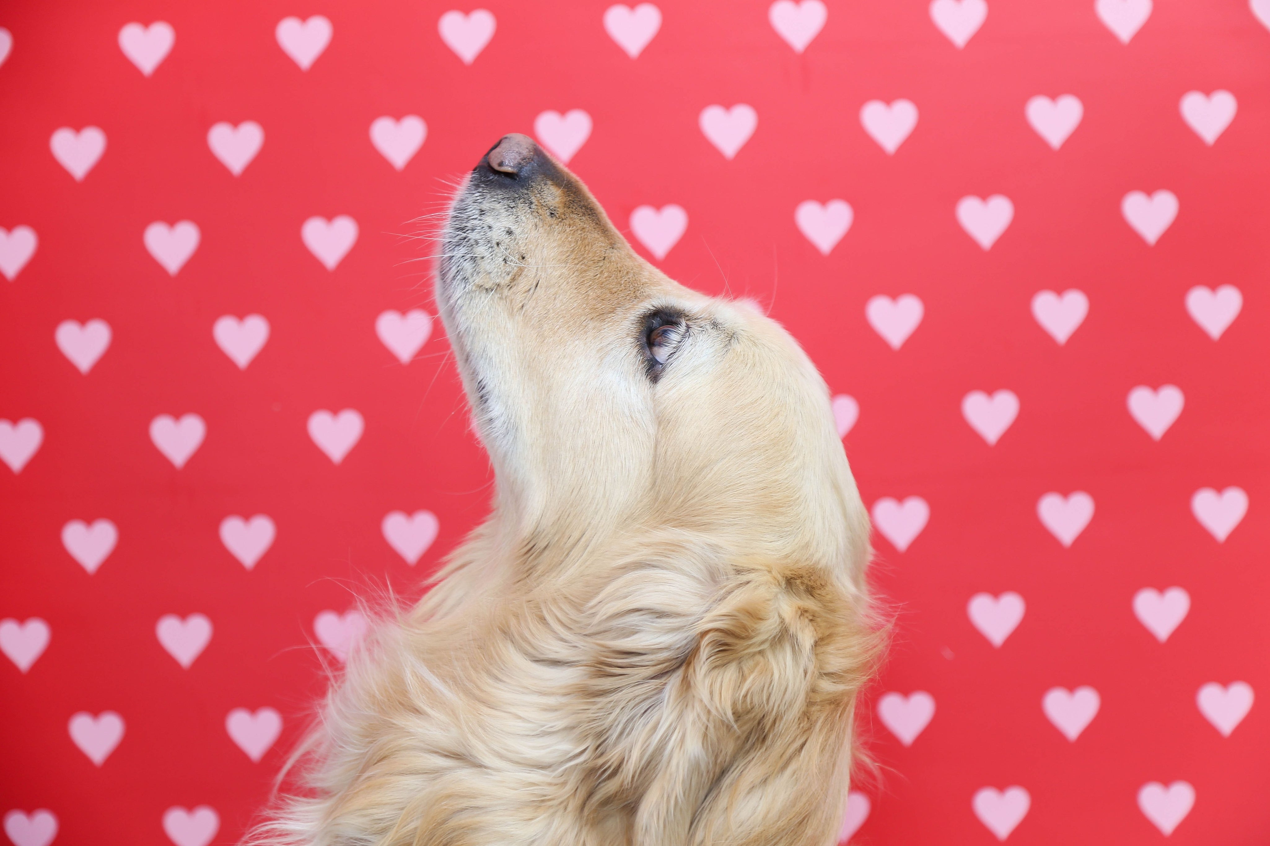 Hearts | Double-sided Backdrops