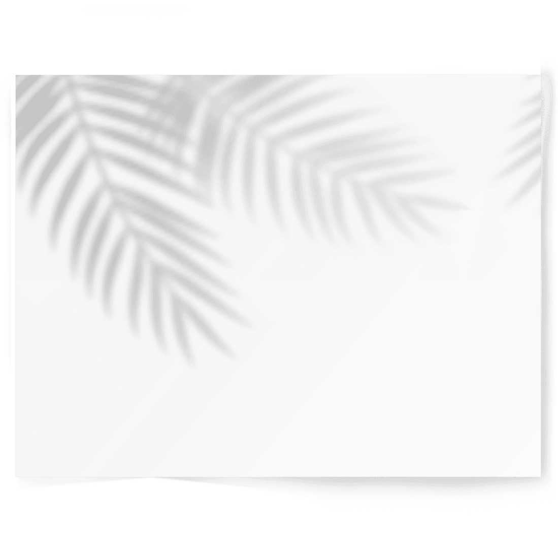 Palm Shadow | Single-sided Backdrop